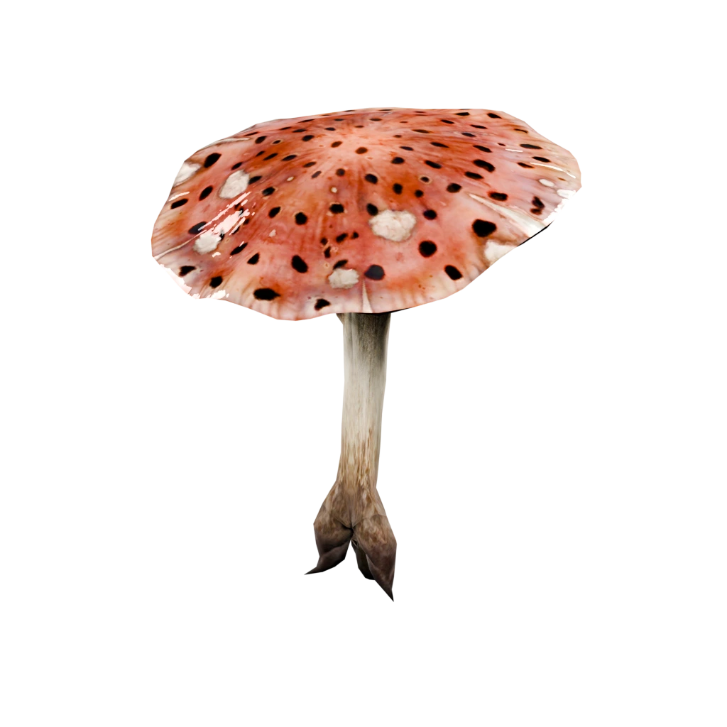Forst-Fungus